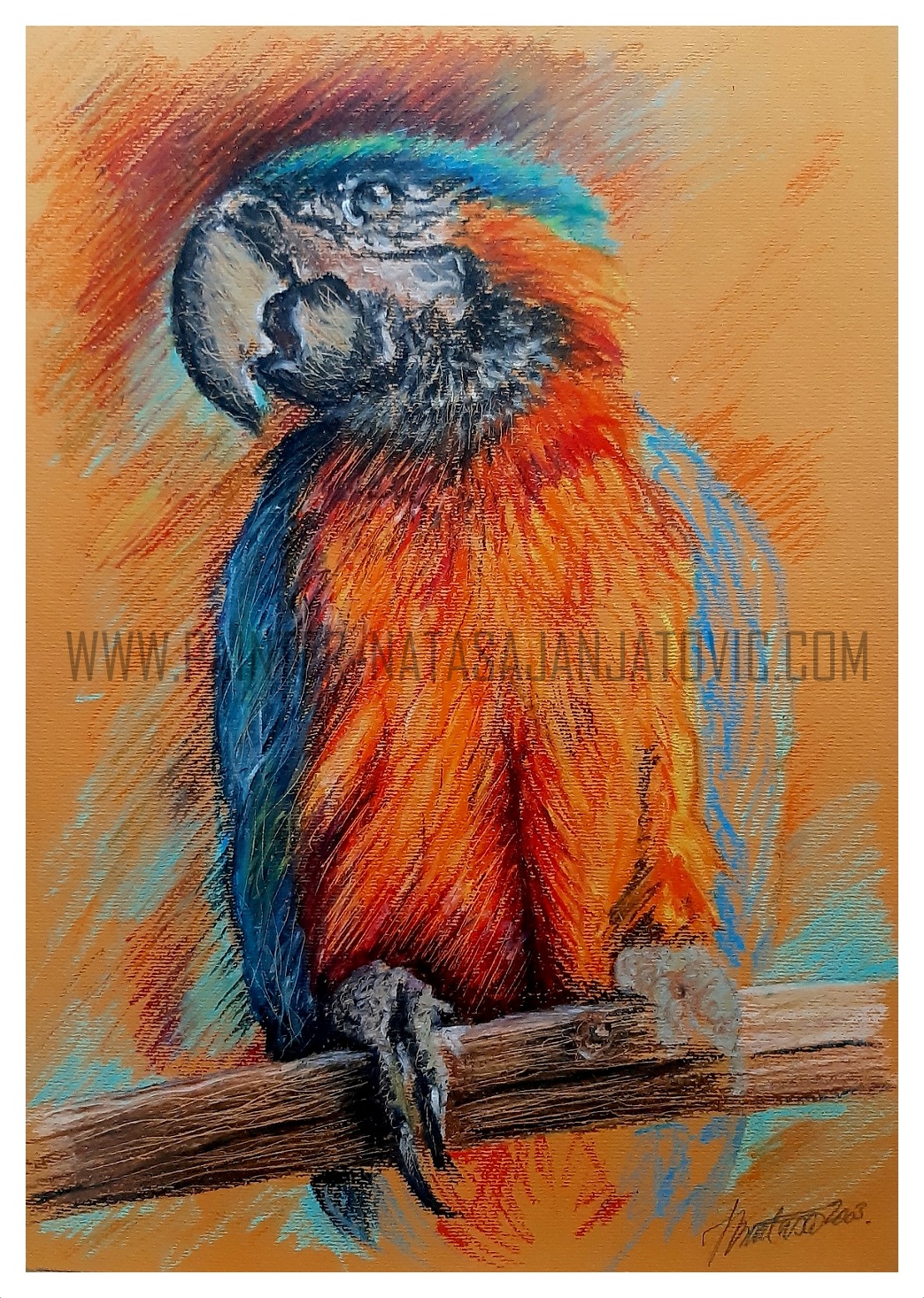 PAPAGAJ/PARROT, voštani pastel/oil pastel, 21x29,50 cm 